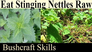 How To Eat Raw Stinging Nettles  Bushcraft Foraging Skills For Survival And Prepping [upl. by Elakram177]