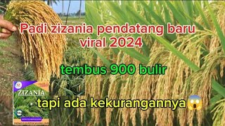 benih unggul pendatang baru 2024 padi 1000 bulirpadi galur viral terbaru [upl. by Eitnom752]