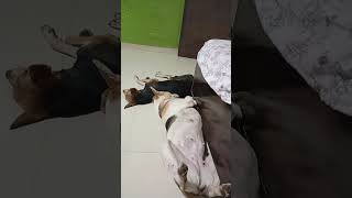 Kisi ke hat main hera song ab ready ho night keliye doglover [upl. by Rici]