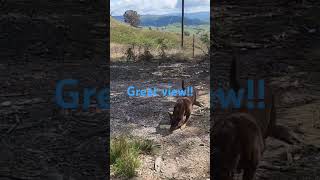 Top of the mountains over looking the lake australianbush kelpie offgrid bushwalkinginaustralia [upl. by Novyad]