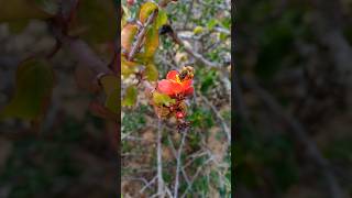 Abelha Apis mellifera abelha europeia  na flor de Jatropha mutabilis pinhão de seda [upl. by Leahcym684]