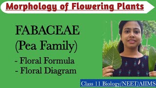 Fabaceae  Pea Family  Floral Formula and Diagram Morphology of Flowering PlantsClass 11 Biology [upl. by Stephi]