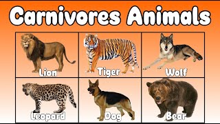 Carnivores animals for kids [upl. by Hinch]