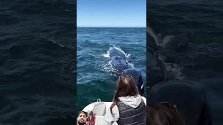 shark whalewatching fishing whale dolphin ocean wildlife close [upl. by Atirehs893]