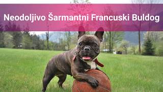 Neodoljivo Šarmantni Francuski Buldog Pas – Slike I Karakteristike Francuskog Buldoga 🐶 [upl. by Fabyola]