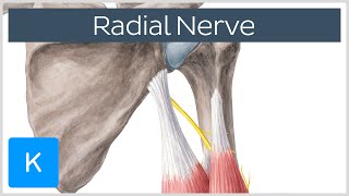 Radial Nerve  Branches Course amp Innervation  Human Anatomy  Kenhub [upl. by Kathe]