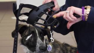 How to Acclimate Your Dog to a Muzzle [upl. by Conger]