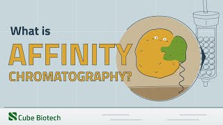 Affinity Chromatography Explained [upl. by Ludwigg]