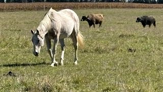 Horse Whispering A Day in Nature with Majestic Horses and Other Animals [upl. by Enyawad]