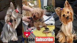 Yorkie Lucys having a short haircut for the summer Yorkshire terrier [upl. by Bird]