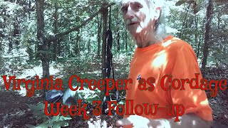 Virginia Creeper As Cordage  Week 3 Follow up [upl. by Cousin]