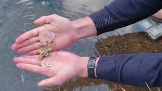 ¿Sabes utilizar la hierba jabonera Además es frecuente donde hay agua perfecto para antes de comer [upl. by Enived]