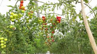 Agrobío y Almeriplant  Suelta de Nesidiocoris en tomate y berenjena [upl. by Yevi]