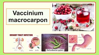 Vaccinium macrocarpon [upl. by Vance]