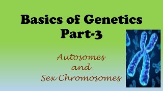 Basics of GeneticsPart3  Autosomes and Sex Chromosomes [upl. by Farhsa]