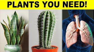 10 Healthy Plants That You Need To Have In Your House [upl. by Tewell481]