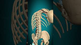 Longissimus capitis muscle action Vertebral column Extension muscle anatomy [upl. by Bob997]