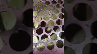 Avocado Oil Processing Part 2 [upl. by Hourigan]