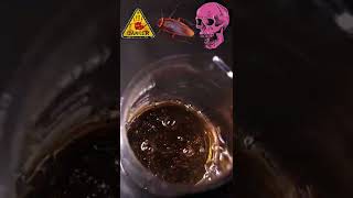 shorts chemistry vaporizing cockroach in piranha solution [upl. by Nyrhtak]