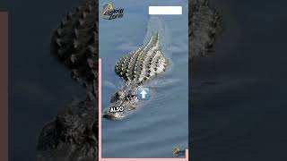 5 MindBlowing American Alligator Facts AmericanAlligator AlligatorFacts wildlifeanimals [upl. by Embry211]