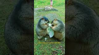 Cute Wild animal bobak marmot or prairie dog eating cookies yummy 261 [upl. by Naedan284]