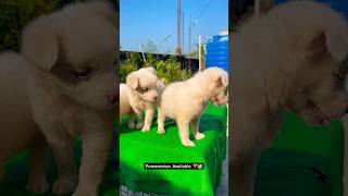 pomeranian ❤️ pomerian pomerinian spitz royaldogsworld puppy pets puppy cutedog gorakhpur [upl. by Maye]