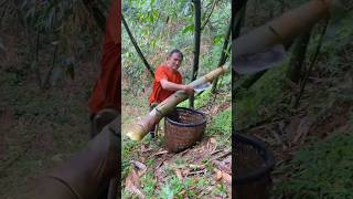 The rustling sound of raindrops accompanies this unique bamboo shoot harvesting ceremony [upl. by Ignatzia590]