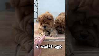 Mackie and Misha 4 weeks old and 8 weeks old 🫶🧸🧸🫶 teddybeardog teddybear chowchow dogshorts [upl. by Enelhtak]