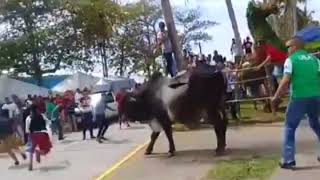 Toros Tlacotalpan 2018Fiesta de la candelaria [upl. by Eberhard]