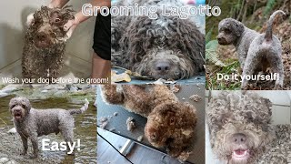 Lagotto Romagnolo groom [upl. by Helgeson]