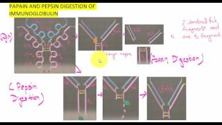 PAPAIN AND PEPSIN DIGESTION OF IMMUNOGLOBULIN [upl. by Syramad]