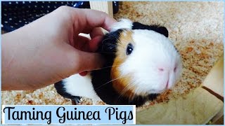 How to Tame Your Guinea Pigs  7 Tips [upl. by Aseena]