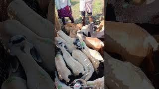 Sheep Market Ieeja Ieejabulls sheepfarmingintelugu sheepfarming ieeja [upl. by Hares]