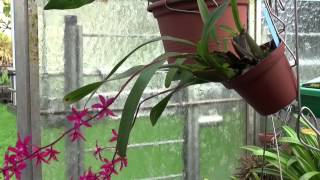 OrchideenSpezialist Hardy Fussenegger minGarta uf Weag 25102014 [upl. by Aisyla170]