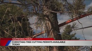 Permits to cut Christmas trees in national forests on sale [upl. by Nerhe230]