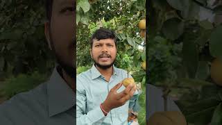 Pear Tree Care  Pear tree growth  How to care asian pear tree [upl. by Cirre]