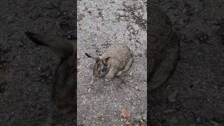 European rabbit Oryctolagus cuniculus [upl. by Denzil504]