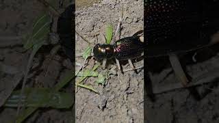 Metallic tiger beetle feating [upl. by Itoc]