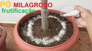 Faça sua frutifera frutificar com este pó milagroso melhor adubo para frutifera [upl. by Asital]