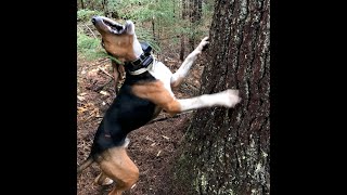 North Maine Woods Bear hunt with hounds [upl. by Drofkcor]