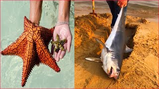 Catching Seafood 🦀🐙 ASMR Relaxing Catch Shark  Catch Fish Deep Sea Monster Tik Tok 3 [upl. by Nessie]