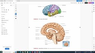 ANP 130 Lab 10 Brain Anatomy  Part 2 [upl. by Gabi58]