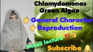 Chlamydomonas Green Algae Character occurrence reproduction [upl. by Oner]