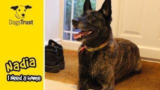 Nadia is a Sweet Belgian Shepherd Dog Looking for a Family  Dogs Trust Evesham [upl. by Noraj]