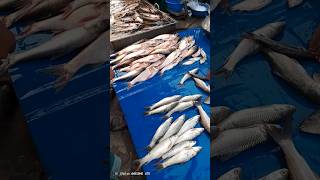 Pass Vaishali desi massfishing fish [upl. by Oniratac]