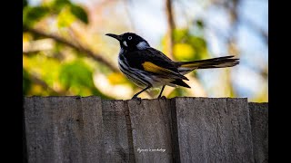 New Holland honeyeater [upl. by Lertnek59]