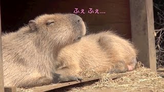 くしゃみが 大宮公園OMIYA PARK ZOOのカピバラCapybaraたち [upl. by Oilime]