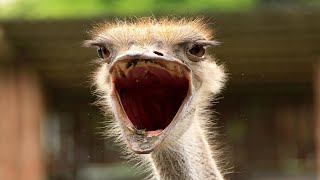 Ostrich Sound  Ostrich Call Sound Effect [upl. by Seluj851]