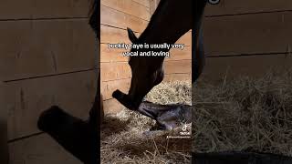 Ouch foal birth horse babyhorse equestrian viral funny cute parenting [upl. by Aneret919]