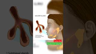 Digestive glands  Human Physiology biologynotes biologydiagrams biologyclass12 biologyclass [upl. by Akinahs]